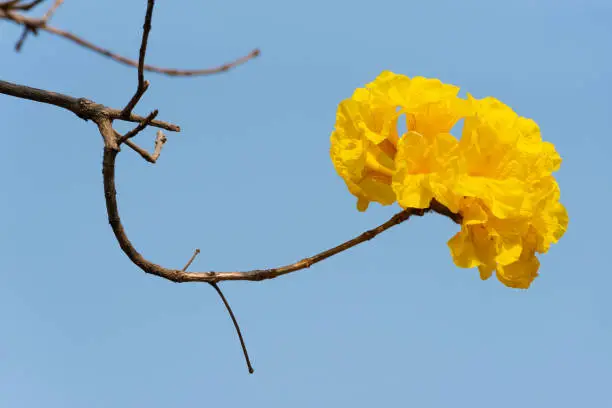 Closeup view of flower of golden trumpet tree