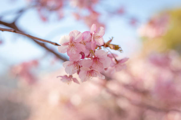 カワズザクラは2月中旬に咲く桜のかけらで、カワズザクラは満開です。クローズ アップ