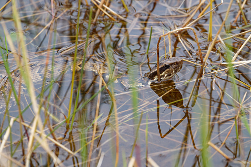 a snake searches for food along the gulf coast of Texas