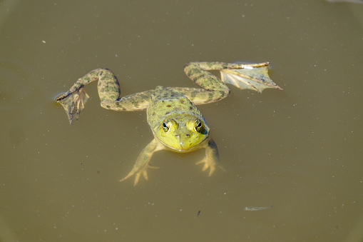 Pollution - Frog in a natural pond eating a cigarette butt