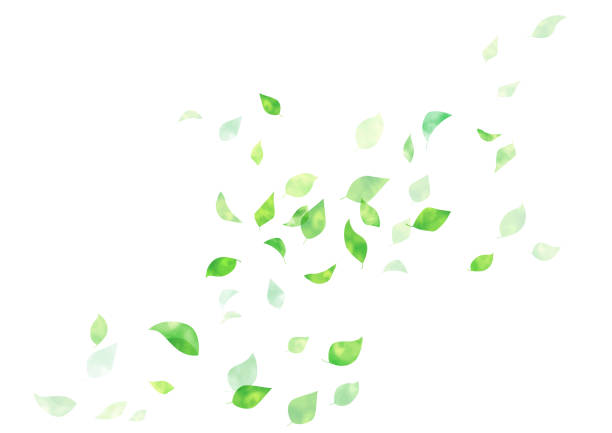 aquarell, handgezeichnet, frischer grüner rahmen, hintergrund - spring air lush foliage branch stock-grafiken, -clipart, -cartoons und -symbole