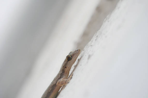 istock Portrait of a house lizard (gecko) on a white concrete wall 1471576575