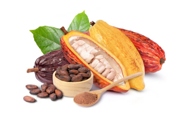 istock Cocoa fruit with dried cocoa beans and chocolate powder  on white. 1471577589