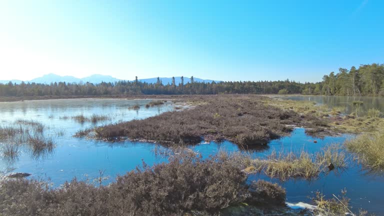 Bavarian moor near Ainring, Berchtesgadener Land, in spring