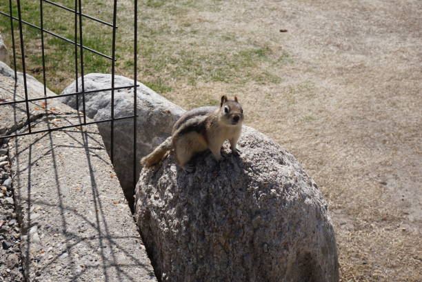 istock Golden-mantled ground squirrel 1471579560