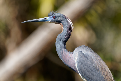 a Heron searches for food near the gulf coast of Texas