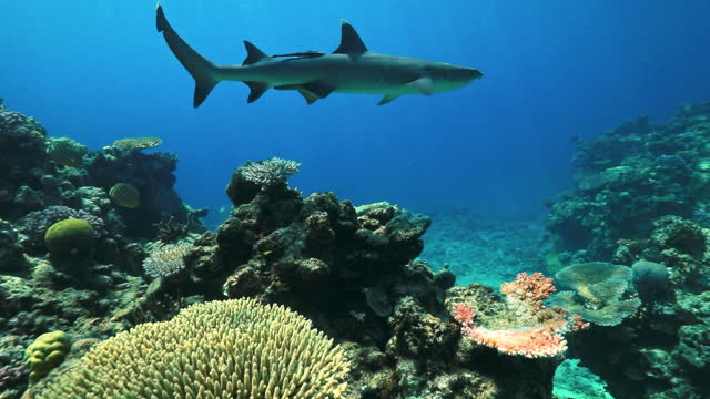 Reef shark swimming over a vibrant coral reef garden at the Great Barrier Reef