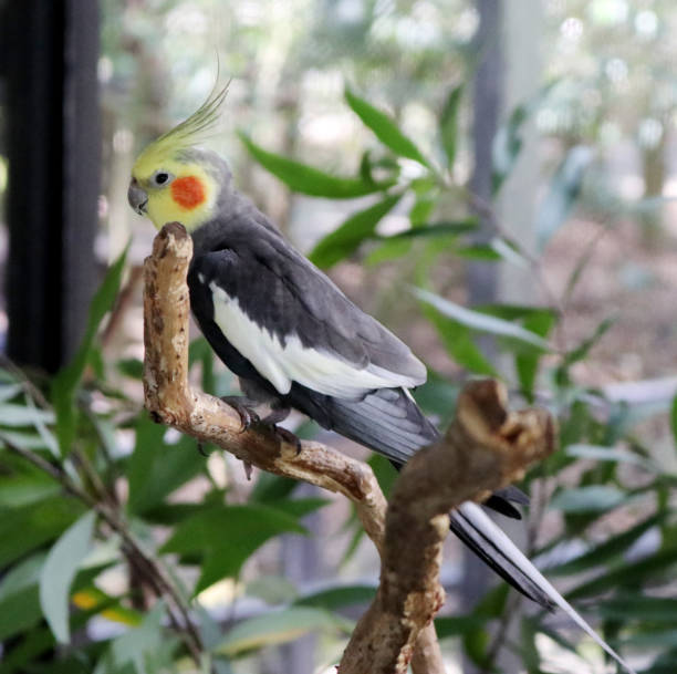 istock Male Cockatiel (Nymphicus hollandicus) perched on a tree in a zoo : (pix Sanjiv Shukla) 1471579719