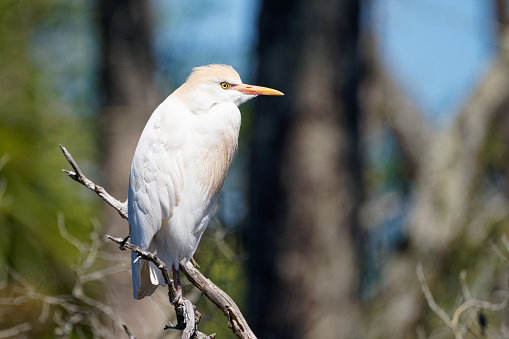 an Egret rests on a tree off the coast of western Florida