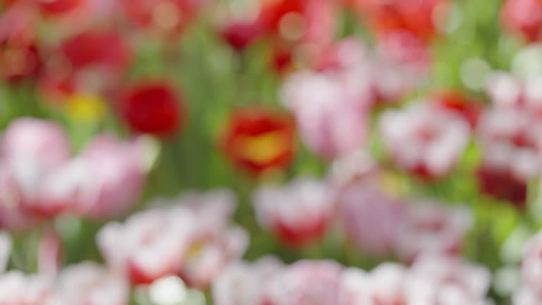 Panning medium shot in rack focus at the garden full of tulip flowers in vibrant different colors on a sunny day