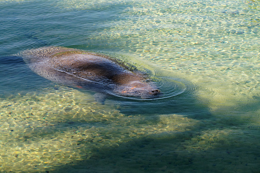 Underwater photo of a Manatee resting in shallow water of a fresh water spring in Florida USA.