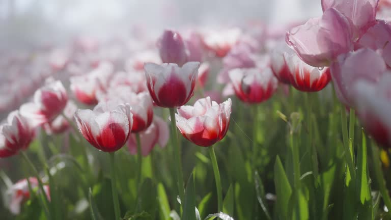 Panning medium shot at the white-red tulip flowers at the garden being humidified on a sunny day