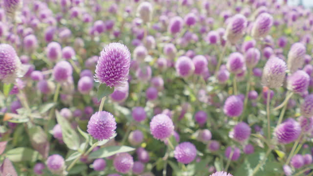 Zooming out close up shot at the purple Globe Amaranth flowers at the botanical garden in the bright sunlight