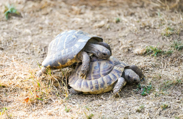 istock Two turtles mating. Mating season in animals. 1471582931