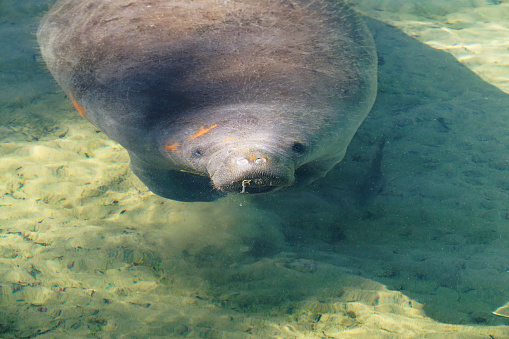 Single manatee under water  swimming in the hot springs sanctuary in Florida