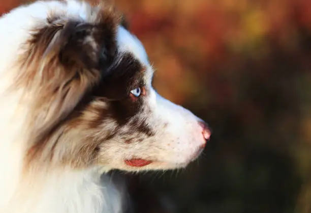 Portrait of a cute brown and white merle Border Collie dog, mans best friend