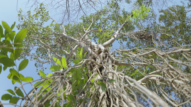 Low angle zooming up shot from the bottom of a large grown fig tree slowly up its long trunk to its tall top with healthy green leaves in the clear blue sky at the forest