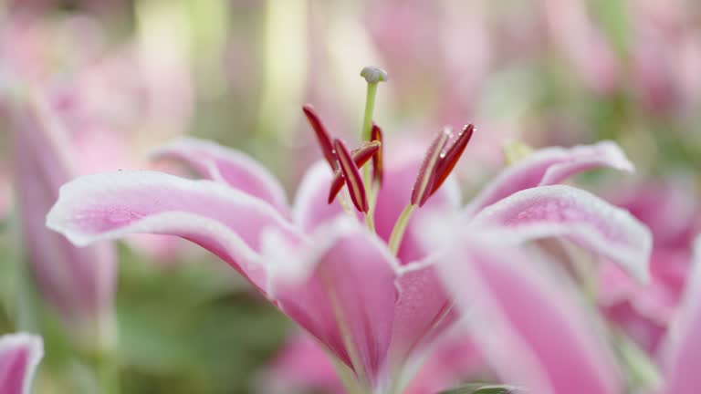 Panning close up shot at a fresh Lily flower in a beautiful flowerbed