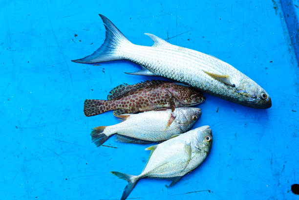 istock A whole fishes lies on a blue table 1471583365