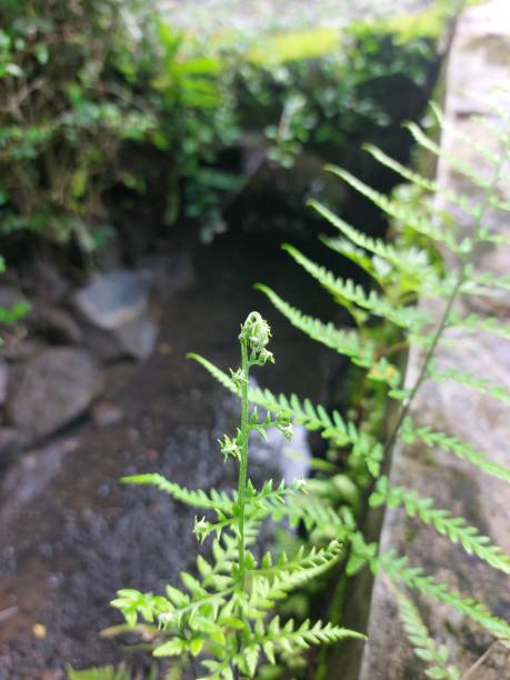 istock Asplenium onopteris, fern leaves 1471584115