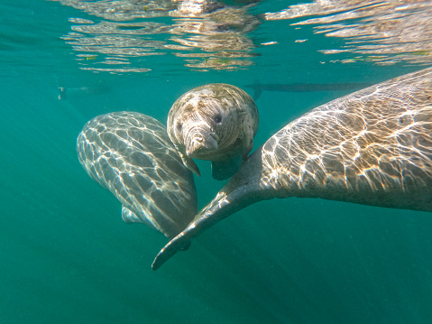 Manatee survive in spring waters of Florida