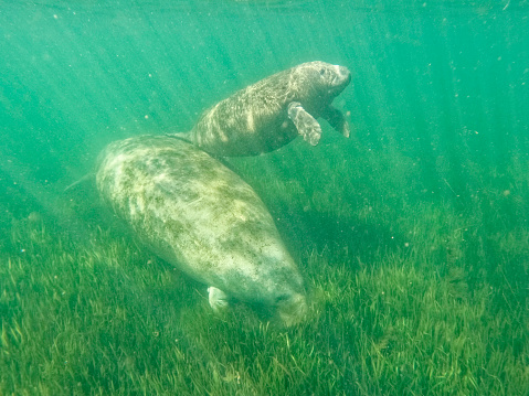 Eye level with a Florida Manatee (Trichechus). Green water behind. Photograph taken at Three Sisters Springs, Crystal River, Florida.