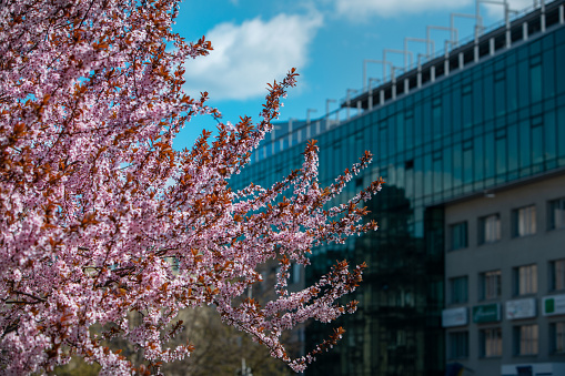 blooming sakura tree at sunny spring day office building on background