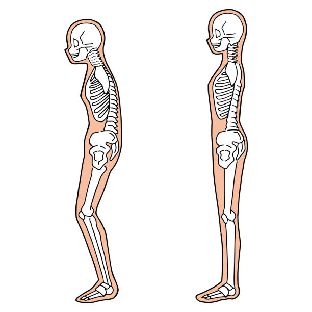 illustrations, cliparts, dessins animés et icônes de illustration du squelette humain vue complète du corps de côté - human bone the human body healthcare and medicine human skeleton