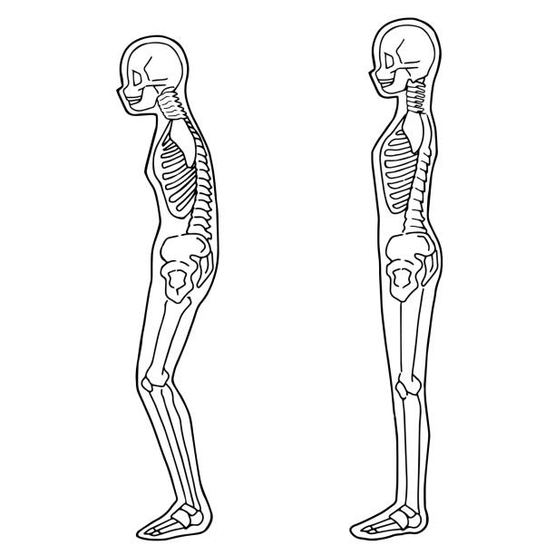 illustrations, cliparts, dessins animés et icônes de illustration du squelette humain vue complète du corps de côté - human bone the human body healthcare and medicine human skeleton