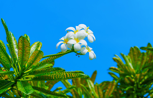 Low angle view of a blooming Plumeria Obtusa set against a clear blue sky with copy space. Nature related blogs and tropical-themed designs background.