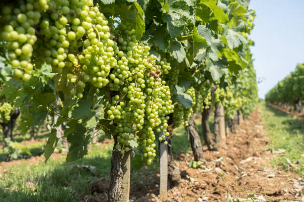 istock Vineyard in Saint Emilion, France 1471587313