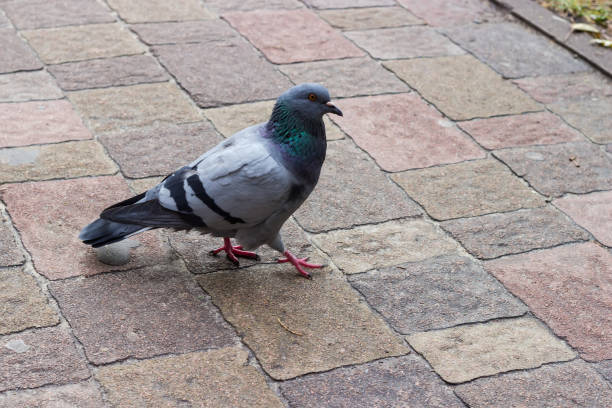 istock City pigeon going on a surface paved with stone slabs 1471587384