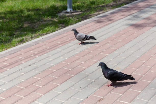 Two feral pigeons, also called city doves with different plumage standing on the footpath paved with concrete slabs in sunny weather, close-up in selective focus