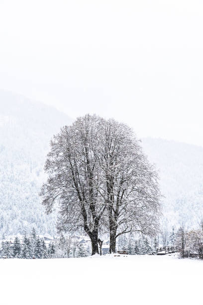 istock Large deciduous tree in a snowy field on a cloudy winter day, vertical with copy space 1471588529