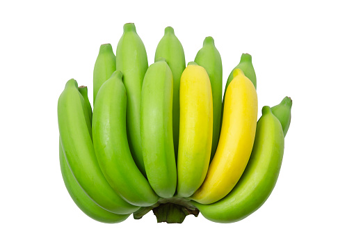 Cavendish banana or bunch banana raw green and yellow isolated on white background. (clipping path)