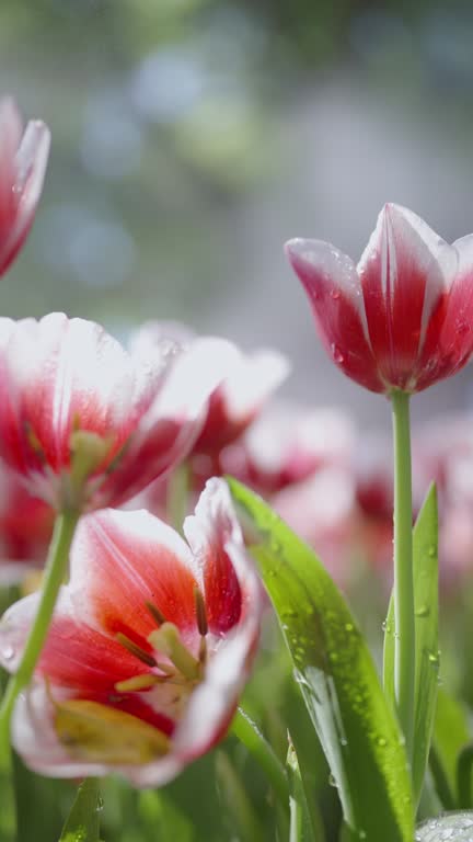 Close up panning shot at the wet white-red Tulip flowers from the water humidifier in the sunny morning at the botanical garden