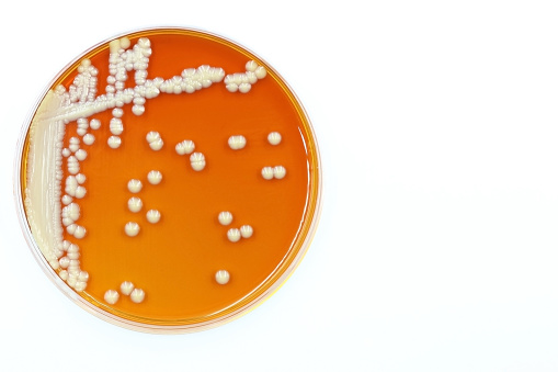 A Petri dish with colonies from a culture of Kluyveromyces lactis, a yeast commonly used for genetic studies and industrial applications
