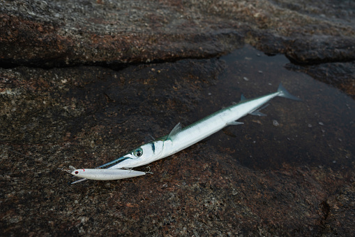 Seafish caught on a lure, displayed on the rocky shoreline.