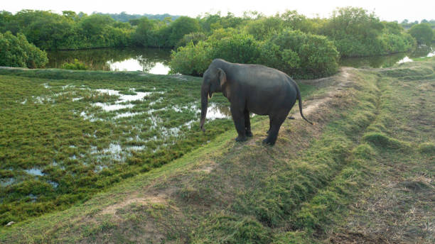 istock Wild elephant in Sri Lanka. 1471590124
