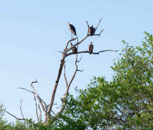 istock A marabou stork and vultures sitting on a tree 1471590473