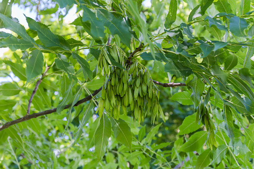 Branch of the ash-tree with bunches of the green unripe seeds in summer day, close-up in selective focus