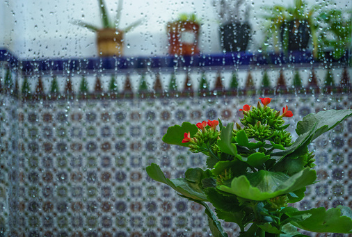 potted Kalanchoe plant and window with raindrops on the outside