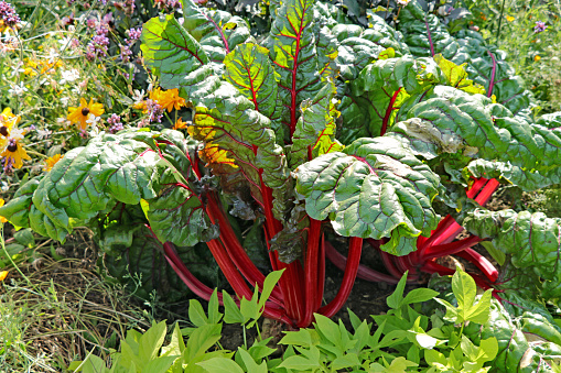 Red stemmed chard in the vegetable garden.