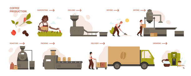 수확, 껍질 벗기기 및 건조, 로스팅으로 설정된 커피 생산 인포 그래픽 단계 - food processing plant illustrations stock illustrations