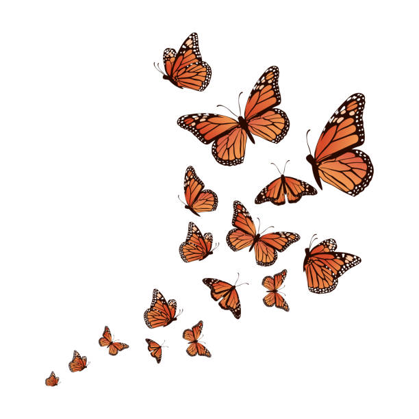 현실적인 배경 나비 벡터 일러스트 레이 션 디자인 - butterfly monarch butterfly spring isolated stock illustrations