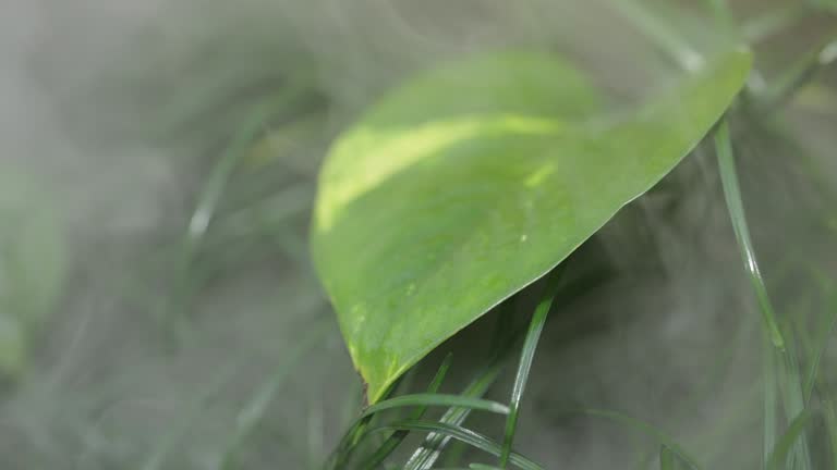 Close up lockdown shot at the Golden Pothos/Epripremnum Aureum in the tropical bush under the thick mist from the water humidifier in the botanical garden