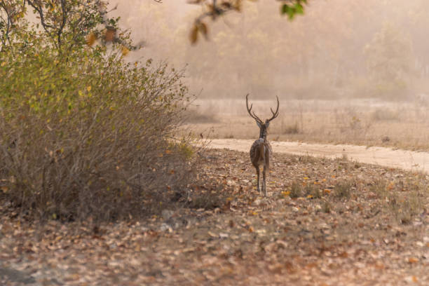 istock Wild Life India 1471592121