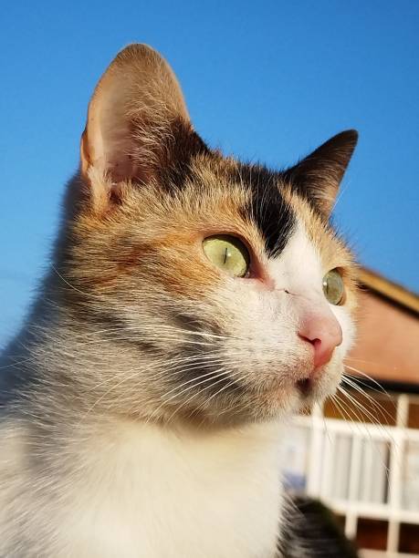 La mirada felina de una gatita sobre un muro de piedra en un día soleado