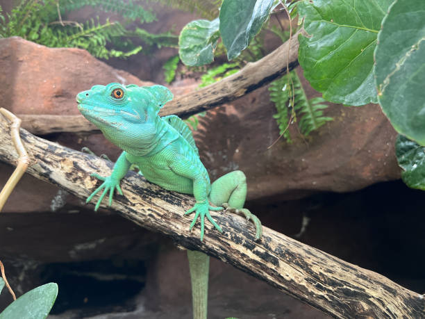istock Green chameleon sits on a branch among the stones 1471592215