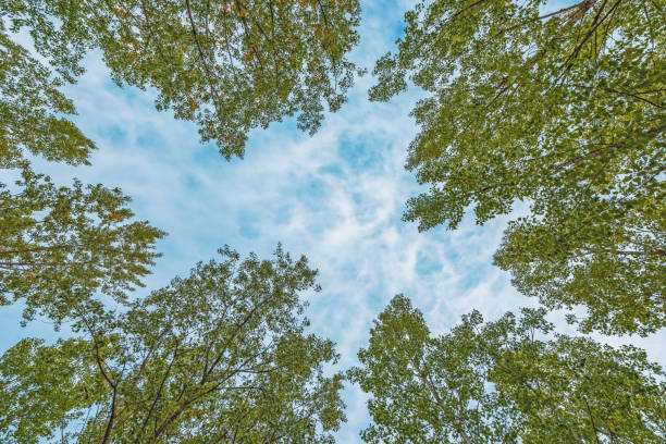 vue en contre-plongée de la cime des bois de trembles avec un ciel d’été bleu en arrière-plan. - poplar tree treetop forest tree photos et images de collection